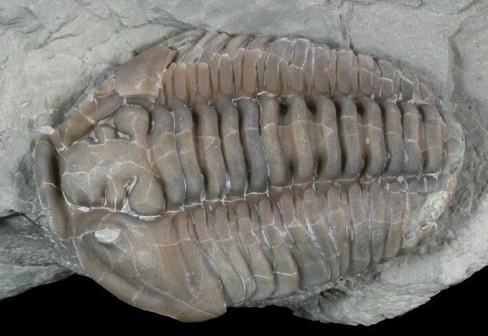 Flexicalymene Trilobite From Ohio #47336
